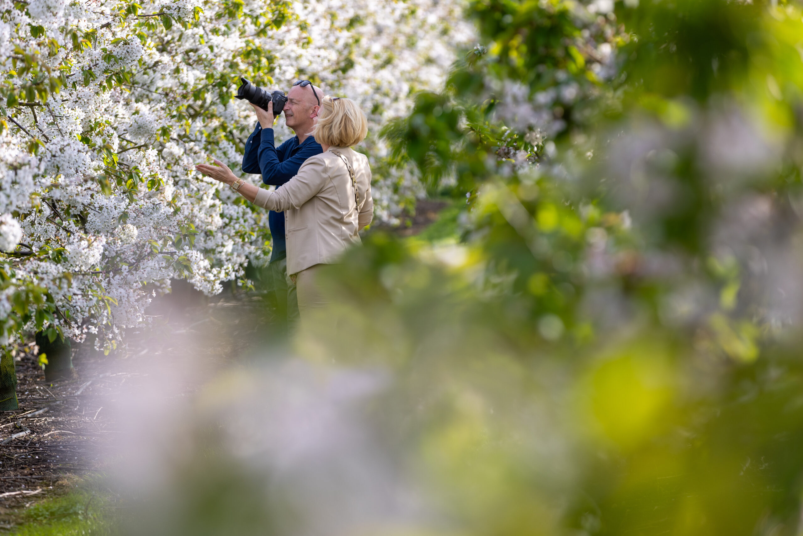 Bloesems betuwe