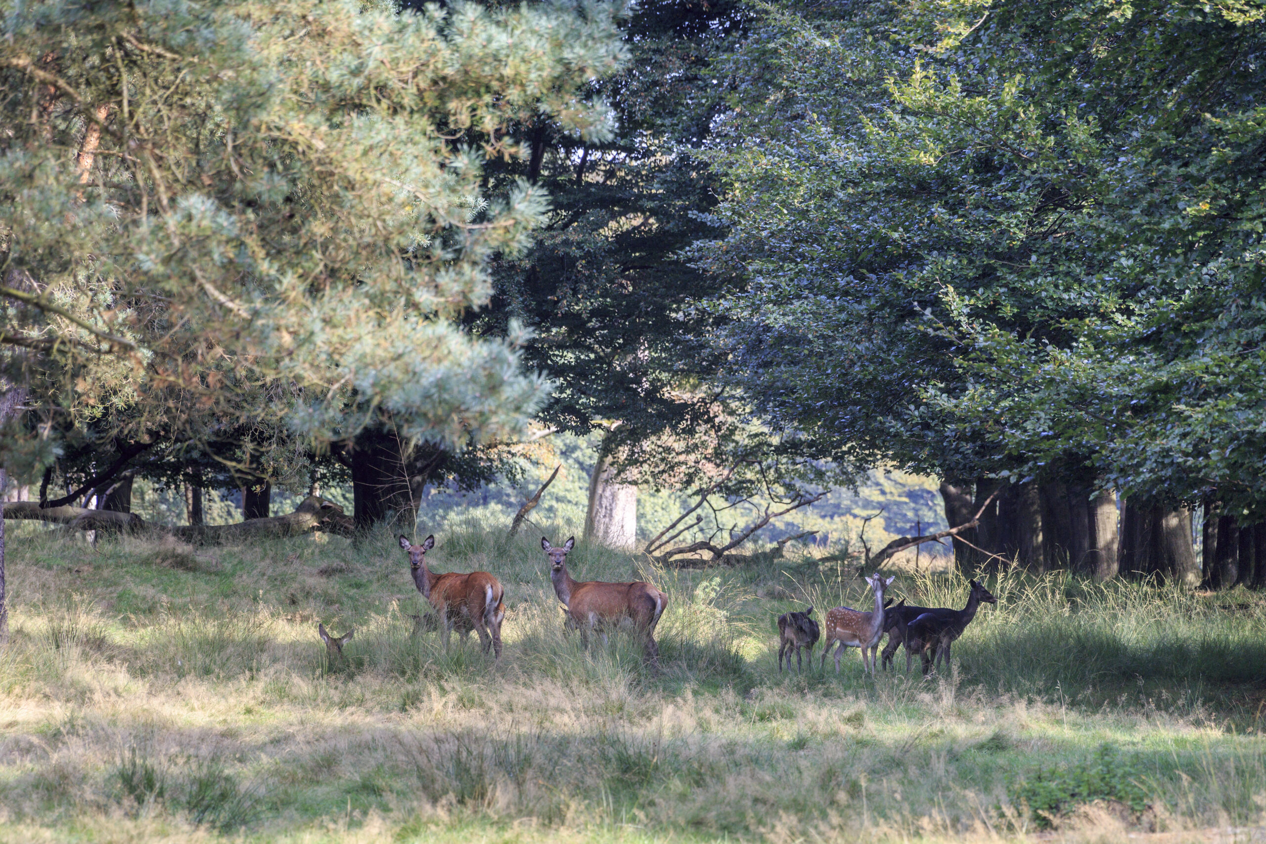 Wild Veluwe